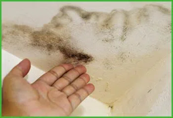 Fort Lauderdale Water & Mold Damage Fort Lauderdale, FL 954-374-6206